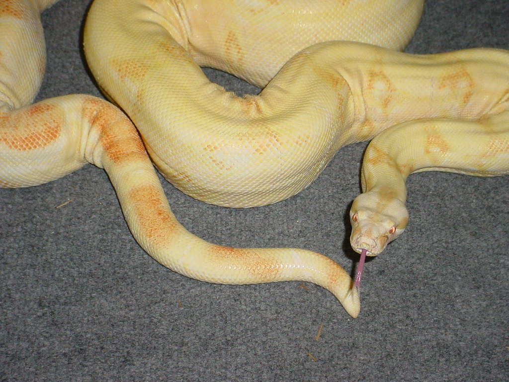 stripelinemale